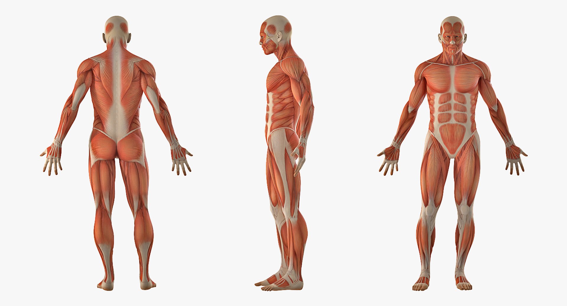 anatomy male muscular rigged model https://p.turbosquid.com/ts-thumb/4M/i52O2d/Vx6iVmzv/anatomymalemuscularsystemriggedmb3dmodel005/jpg/1514037647/1920x1080/fit_q87/d4b9a08ade699ca303cd661d591347d2de6e3504/anatomymalemuscularsystemriggedmb3dmodel005.jpg