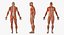 Anatomía del sistema muscular masculino masculino para cine 4D