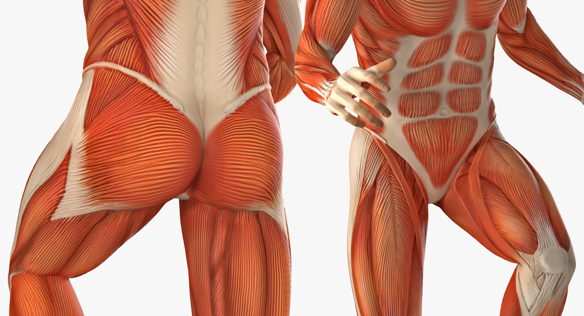 anatomy male muscular rigged model https://p.turbosquid.com/ts-thumb/4M/i52O2d/WmqzRstS/anatomymalemuscularsystemriggedmb3dmodel017/jpg/1514037648/1920x1080/fit_q87/51a71a3ae72336cda011aeb17443768ae7227fa4/anatomymalemuscularsystemriggedmb3dmodel017.jpg