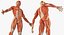 Anatomía del sistema muscular masculino masculino para cine 4D