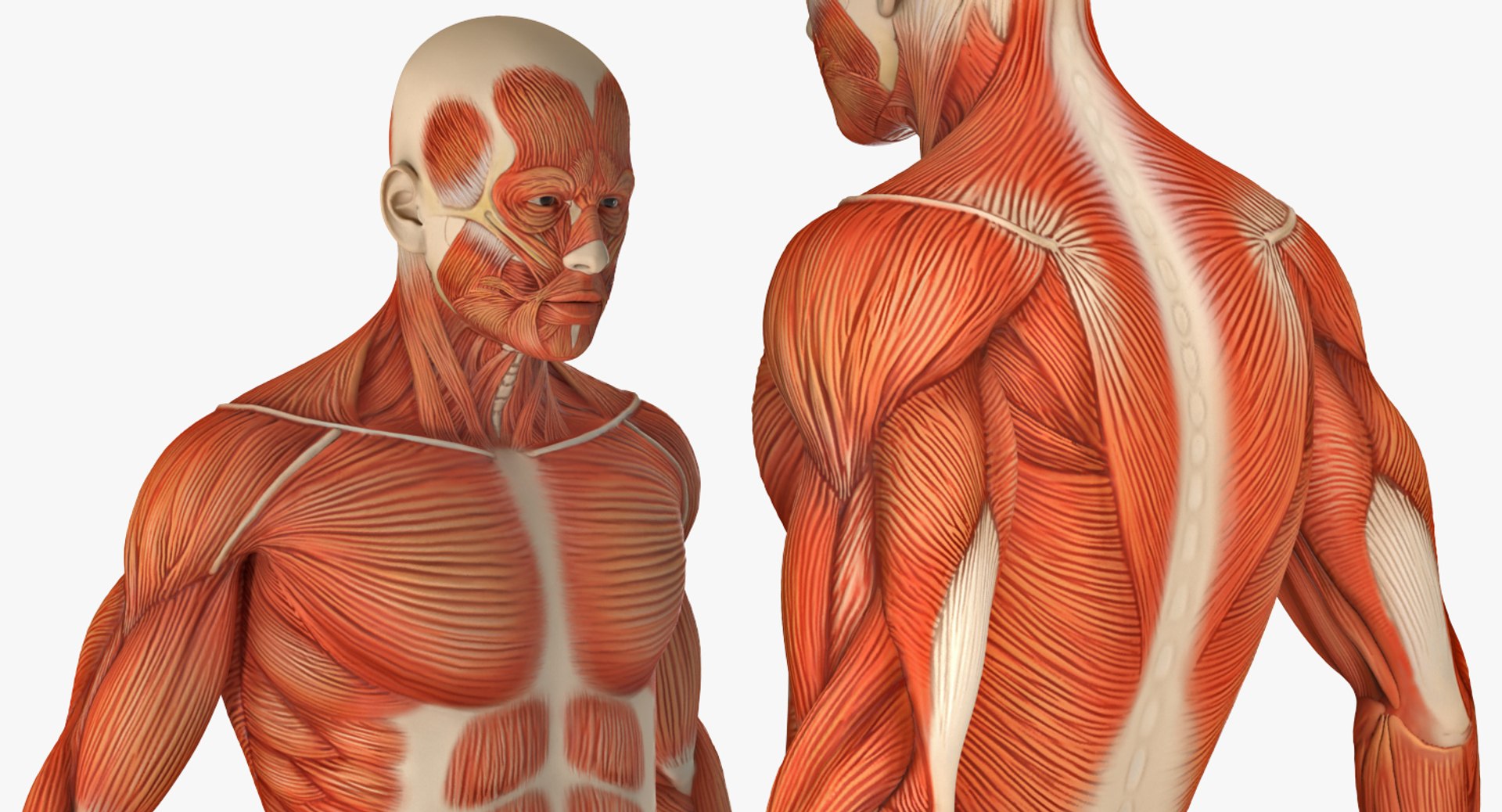 anatomy male muscular rigged model https://p.turbosquid.com/ts-thumb/4M/i52O2d/anKZq5h1/anatomymalemuscularsystemriggedmb3dmodel013/jpg/1514037648/1920x1080/fit_q87/69a7d03e3356c1220b1c8ddf903eaa3aff16832b/anatomymalemuscularsystemriggedmb3dmodel013.jpg