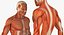Anatomía del sistema muscular masculino masculino para cine 4D