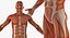 Anatomía del sistema muscular masculino masculino para cine 4D