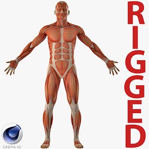 anatomy male muscular rigged model