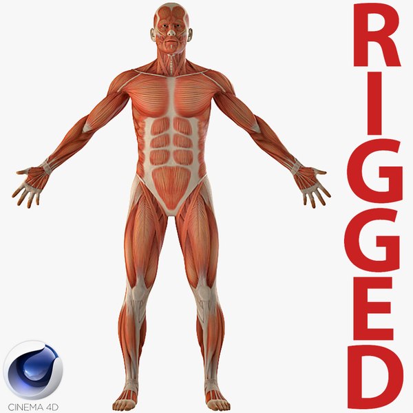 anatomy_male_muscular_system_rigged_c4d_