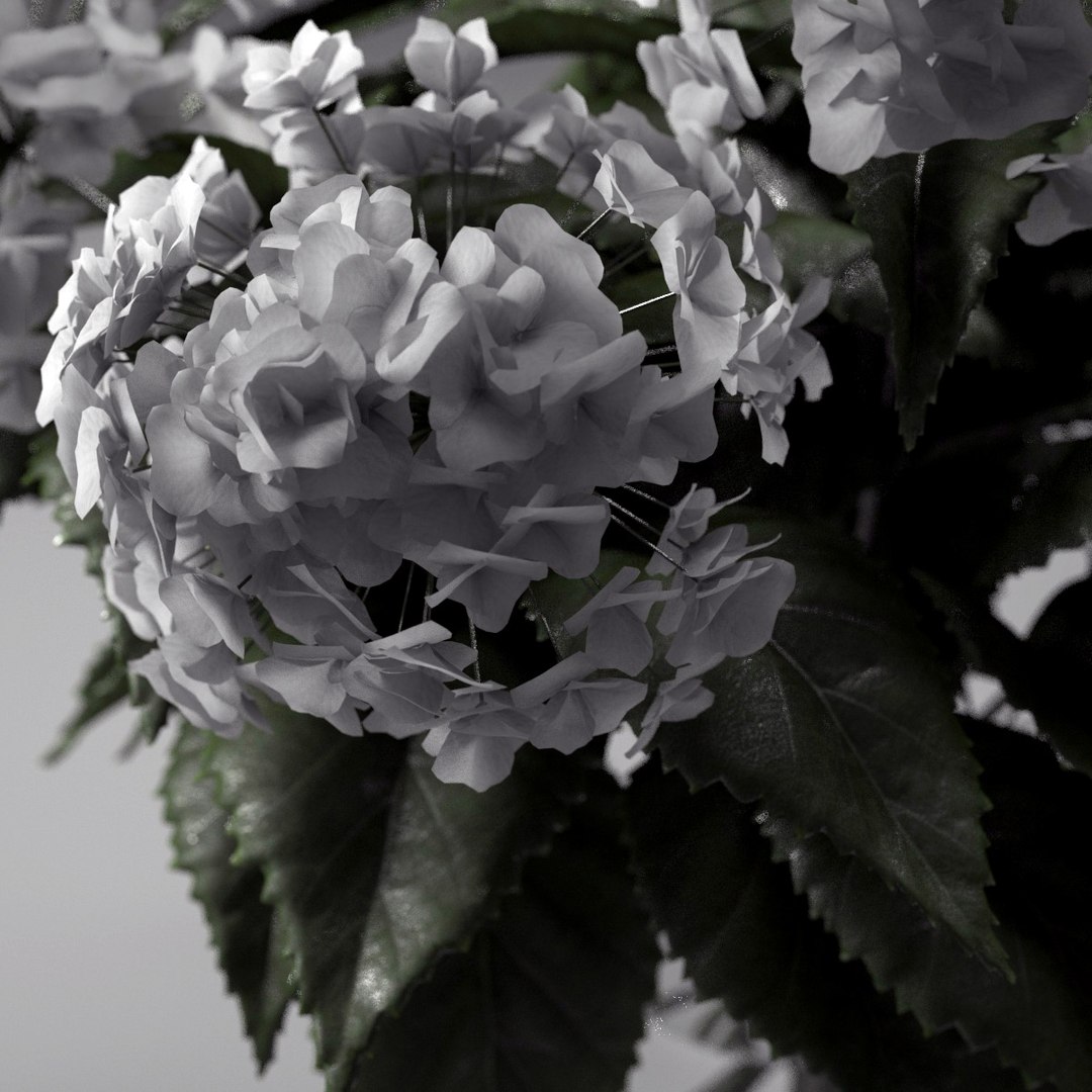 3d model hydrangea bouquet vase https://p.turbosquid.com/ts-thumb/4M/leF67v/SMu9FEXI/sig5/jpg/1356034161/1920x1080/fit_q87/003fa415557a0f9406e47111c3fca0d154180616/sig5.jpg