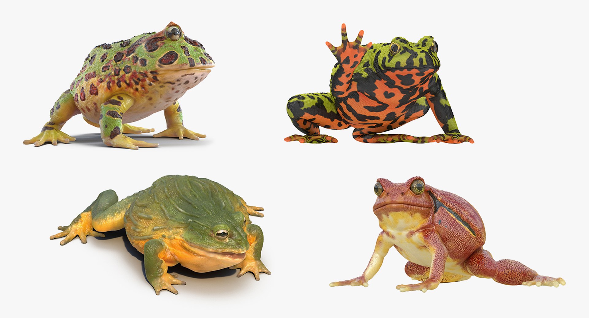 Frogs Rigged Collection 3 for Cinema 4D 3D model preview