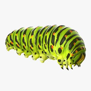Caterpillar