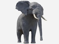 African Elephant - Loxodonta Africana