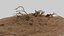 Dry Bush