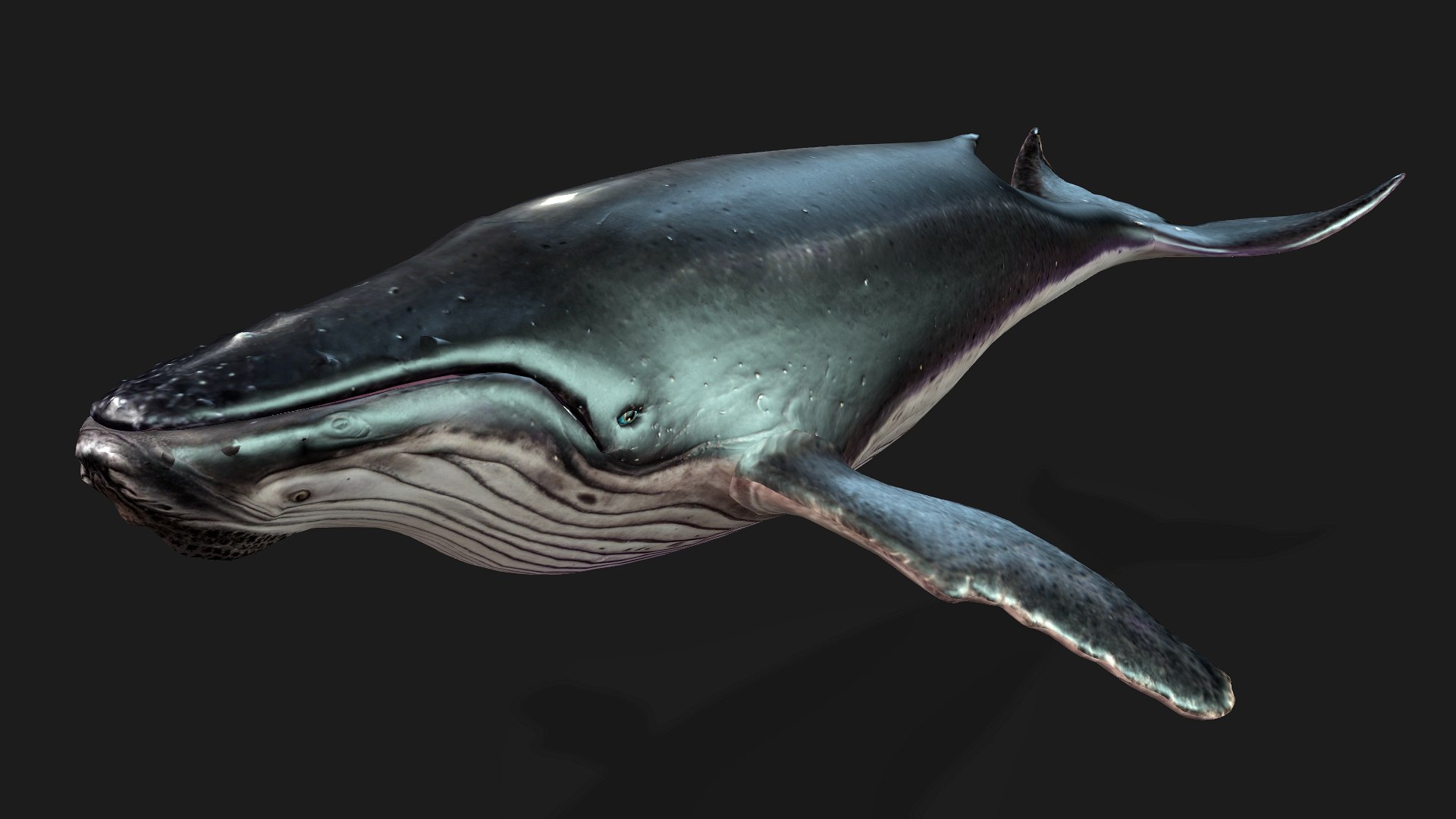 3D Whale model https://p.turbosquid.com/ts-thumb/4N/DKGR8J/2T/preview4/jpg/1759287366/1920x1080/fit_q87/18dd40bfdfd5bbb1b8788cbe9c6fa24bf50278da/preview4.jpg