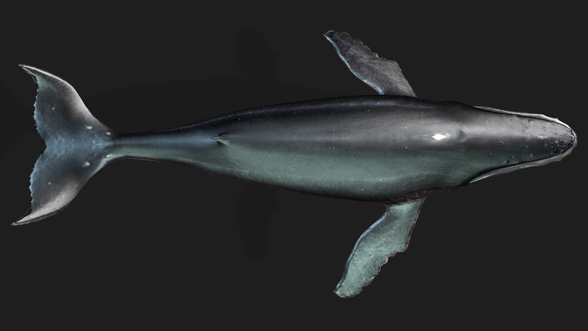 3D Whale model https://p.turbosquid.com/ts-thumb/4N/DKGR8J/32/preview5/jpg/1759287364/1920x1080/fit_q87/07b22bcfa191cb7959c5dc257203beb209965db1/preview5.jpg