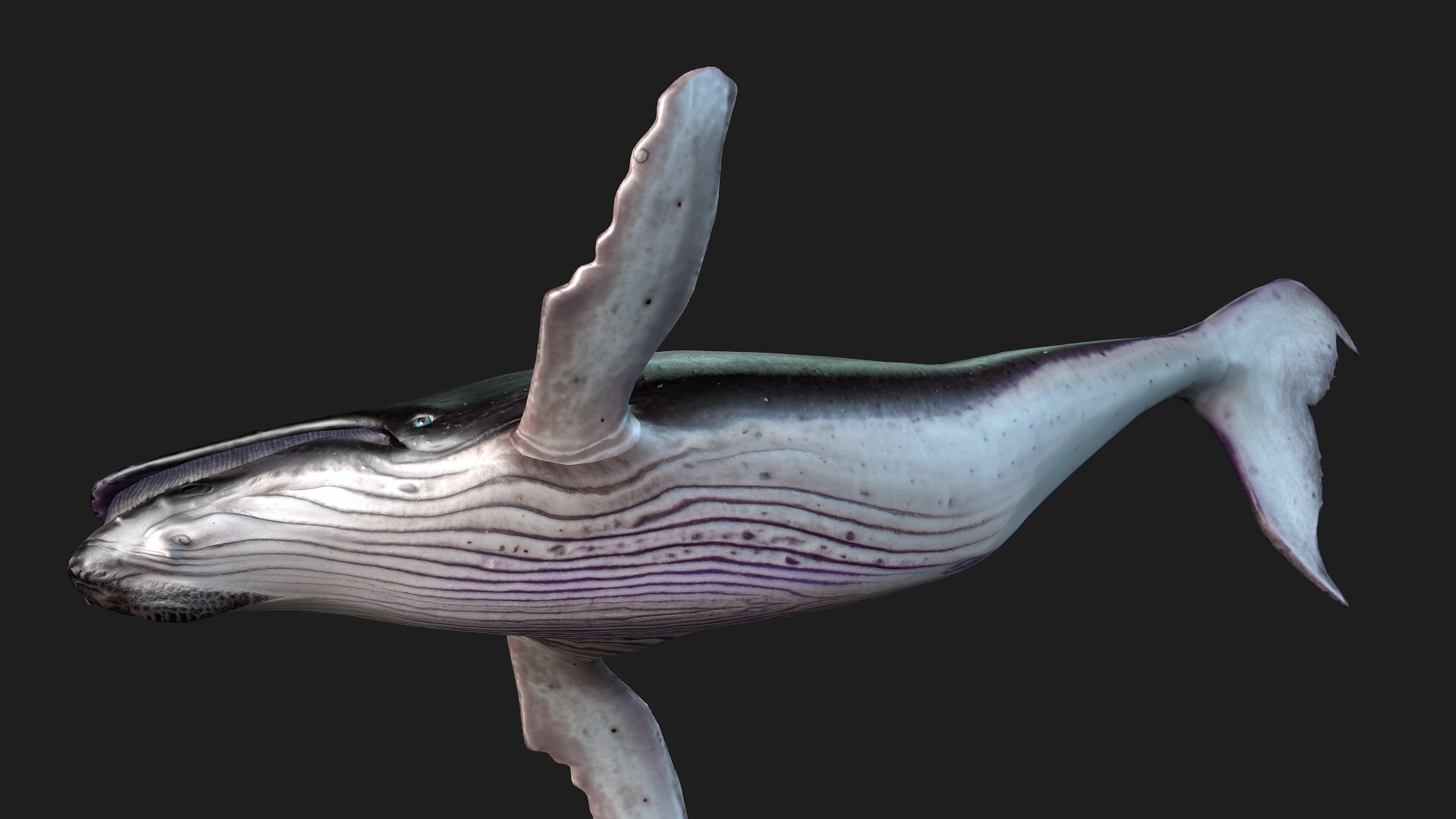 3D Whale model https://p.turbosquid.com/ts-thumb/4N/DKGR8J/6a/preview9/jpg/1759287367/1920x1080/fit_q87/7ee39dfe8c69f903cf542346d16f3375d3ded6e3/preview9.jpg