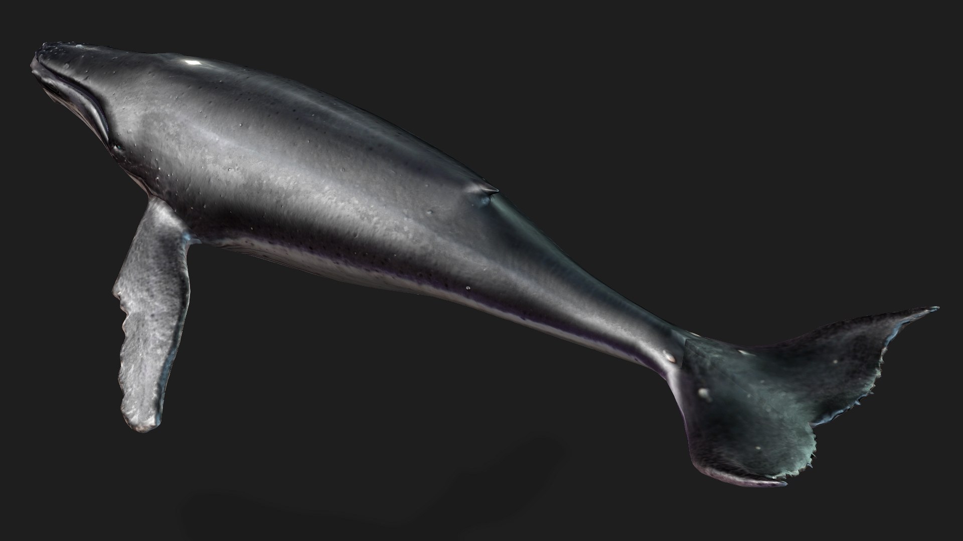 3D Whale model https://p.turbosquid.com/ts-thumb/4N/DKGR8J/FQ/preview3/jpg/1759287363/1920x1080/fit_q87/f7d9b9443c984a9358cd86425338ae74382465d7/preview3.jpg