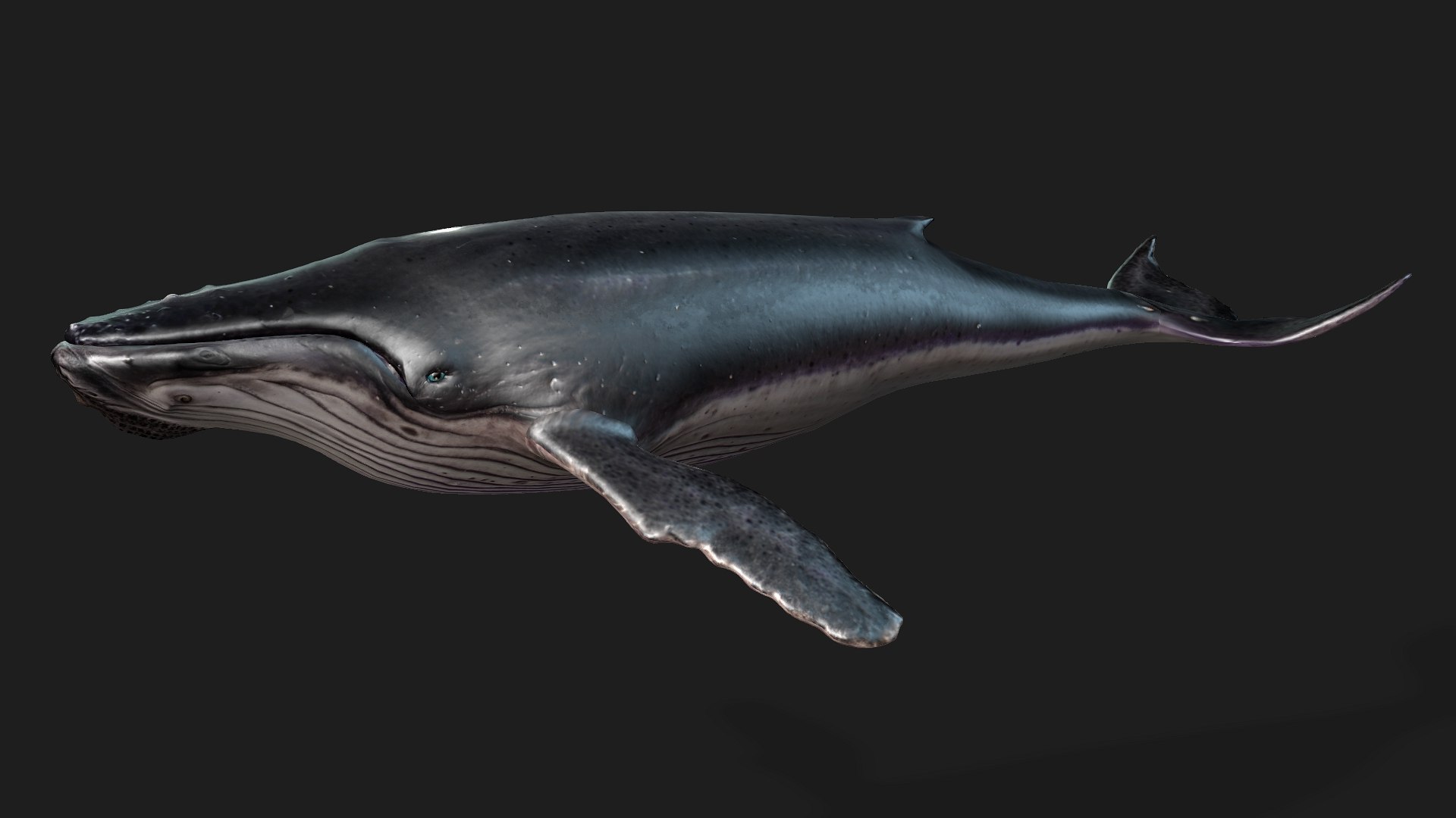 3D Whale model https://p.turbosquid.com/ts-thumb/4N/DKGR8J/Ha/preview1/jpg/1759287366/1920x1080/fit_q87/ae538303f0b4f8e6767f203286701f89c459cd95/preview1.jpg