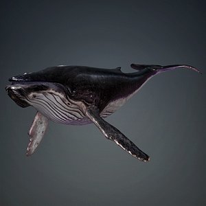 3D Whale model