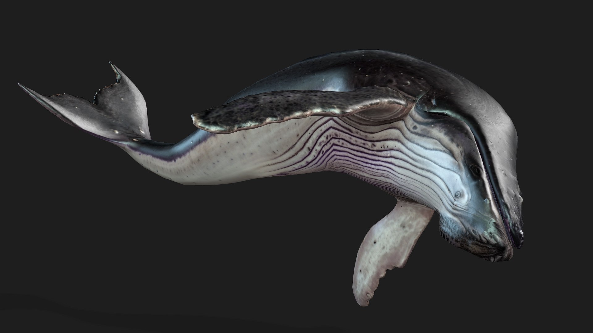 3D Whale model https://p.turbosquid.com/ts-thumb/4N/DKGR8J/Qj/preview11/jpg/1759287368/1920x1080/fit_q87/6b7d763bd32c9b8f2b427f67370bd9cc43f690f8/preview11.jpg