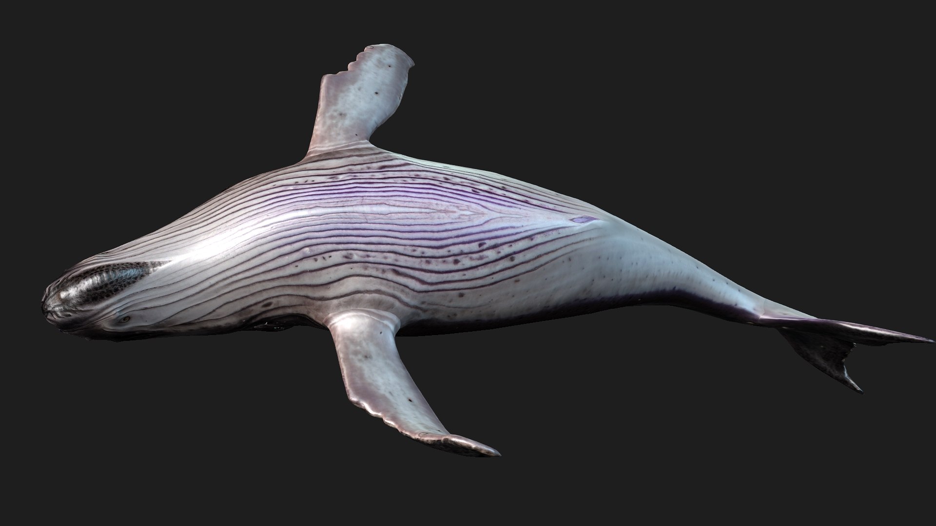 3D Whale model https://p.turbosquid.com/ts-thumb/4N/DKGR8J/Rw/preview8/jpg/1759287366/1920x1080/fit_q87/feacc83f3503447948a40849ddb998357d06d881/preview8.jpg