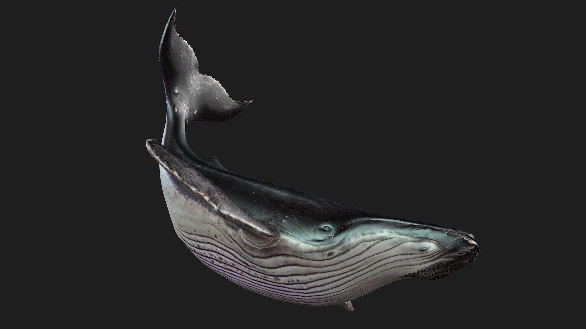 3D Whale model https://p.turbosquid.com/ts-thumb/4N/DKGR8J/SZ/preview13/jpg/1759287369/1920x1080/fit_q87/7442c6a84a68596cc433c1f29377594d4372be3c/preview13.jpg