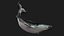 Whale