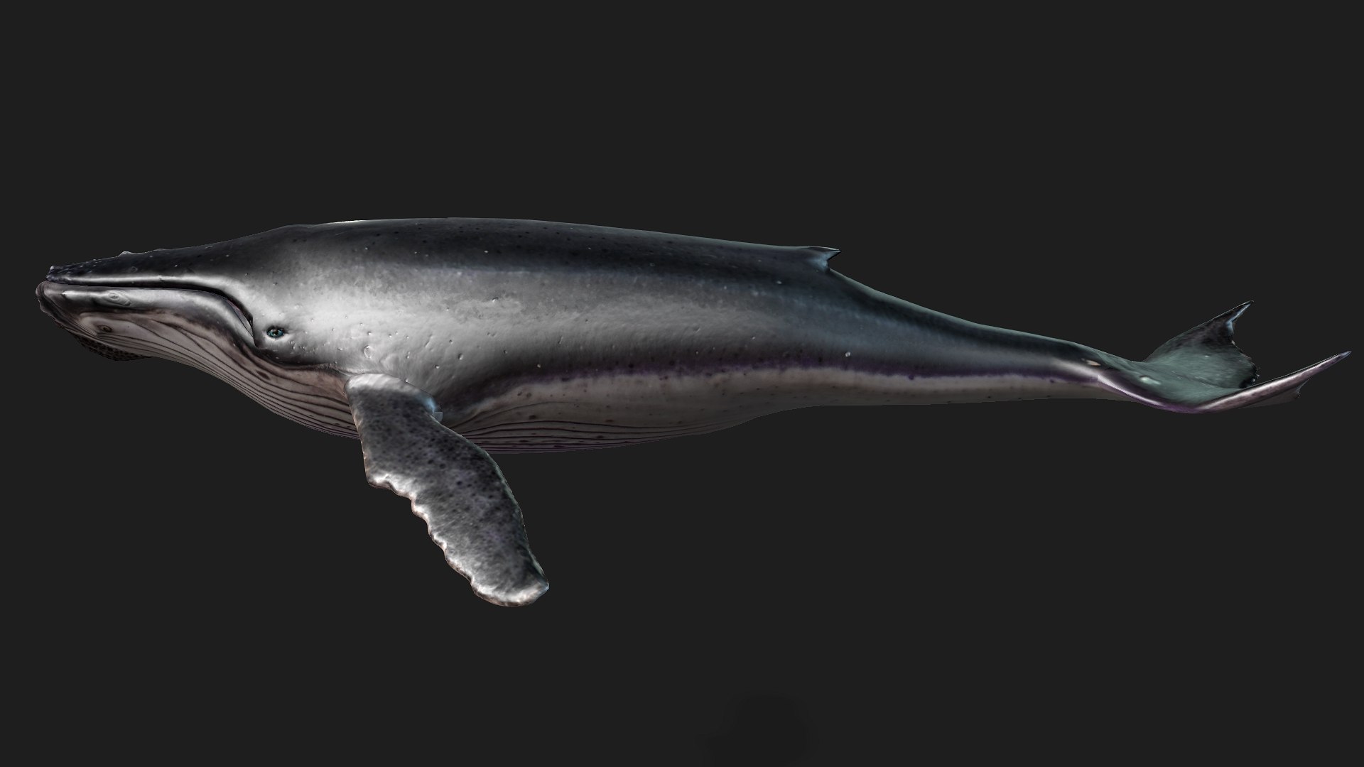 3D Whale model https://p.turbosquid.com/ts-thumb/4N/DKGR8J/Sl/preview2/jpg/1759287366/1920x1080/fit_q87/95ce2cdd3b5a18e5d674cf492d849870a8e4066e/preview2.jpg