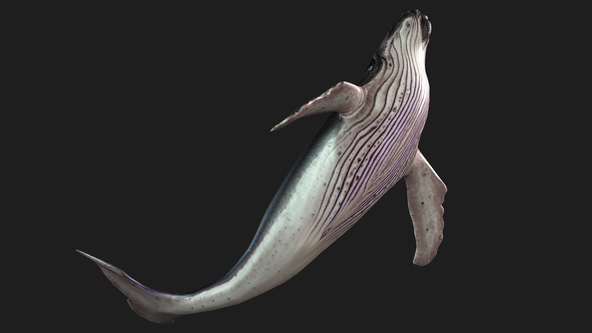 3D Whale model https://p.turbosquid.com/ts-thumb/4N/DKGR8J/c8/preview14/jpg/1759287370/1920x1080/fit_q87/dce63778c29e46eb7178b93abc27b58f6683cf9c/preview14.jpg