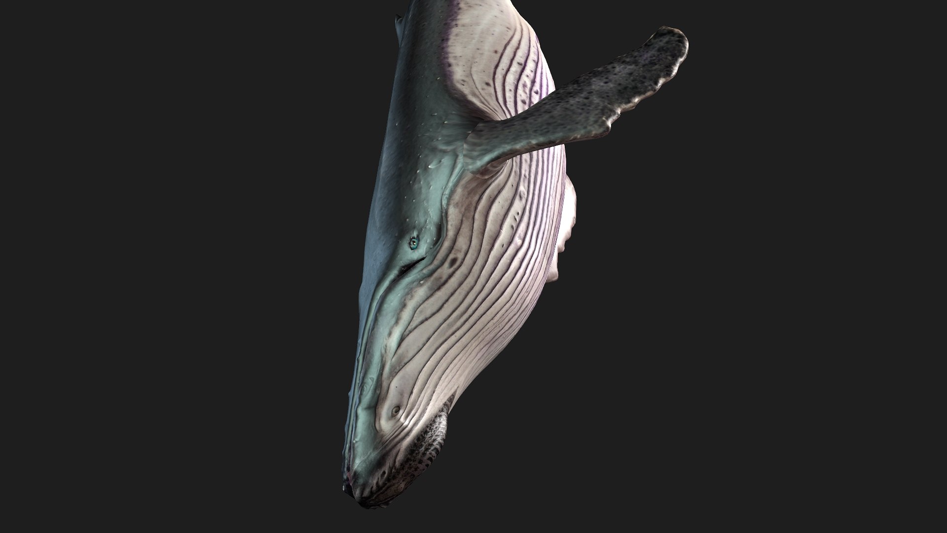 3D Whale model https://p.turbosquid.com/ts-thumb/4N/DKGR8J/fO/preview15/jpg/1759287370/1920x1080/fit_q87/f28bdfa178a96ad0cd3137ceebe09af9487bbdf7/preview15.jpg