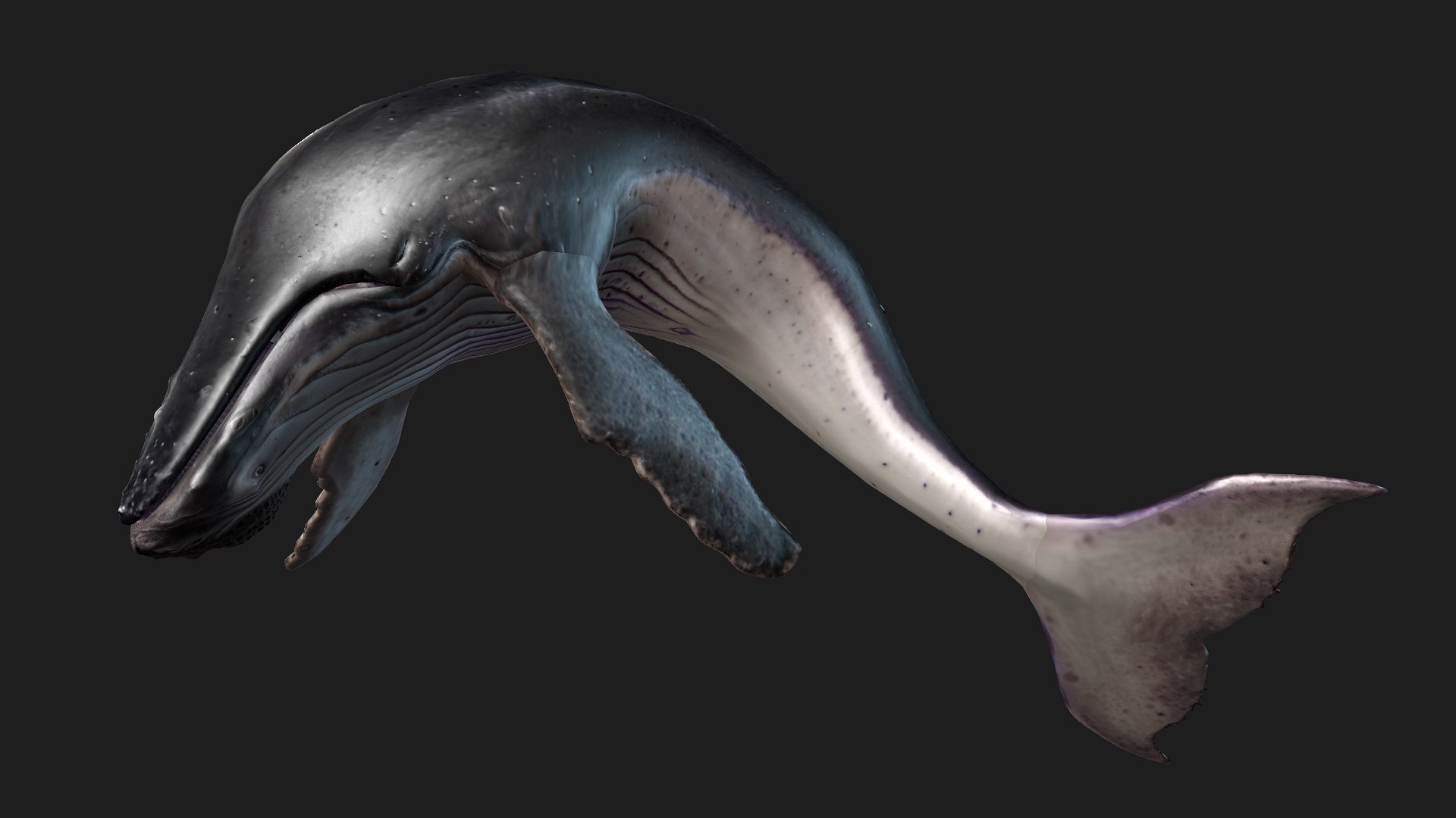 3D Whale model https://p.turbosquid.com/ts-thumb/4N/DKGR8J/ou/preview12/jpg/1759287368/1920x1080/fit_q87/16ebb204a40d18f590a583cddcb445bb623f2f08/preview12.jpg