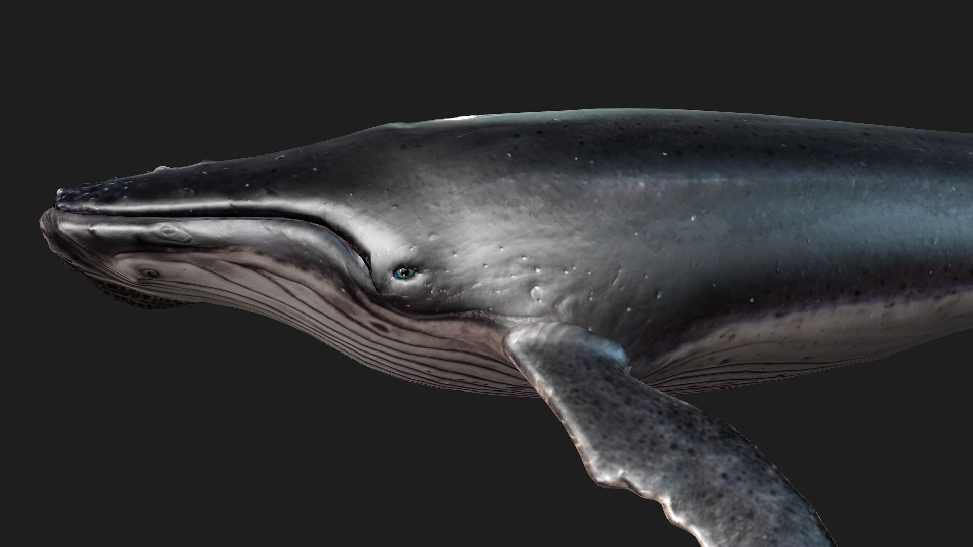 3D Whale model https://p.turbosquid.com/ts-thumb/4N/DKGR8J/qb/preview6/jpg/1759287366/1920x1080/fit_q87/da31dd543f89475b6226e8510248b33bfaad7f1e/preview6.jpg