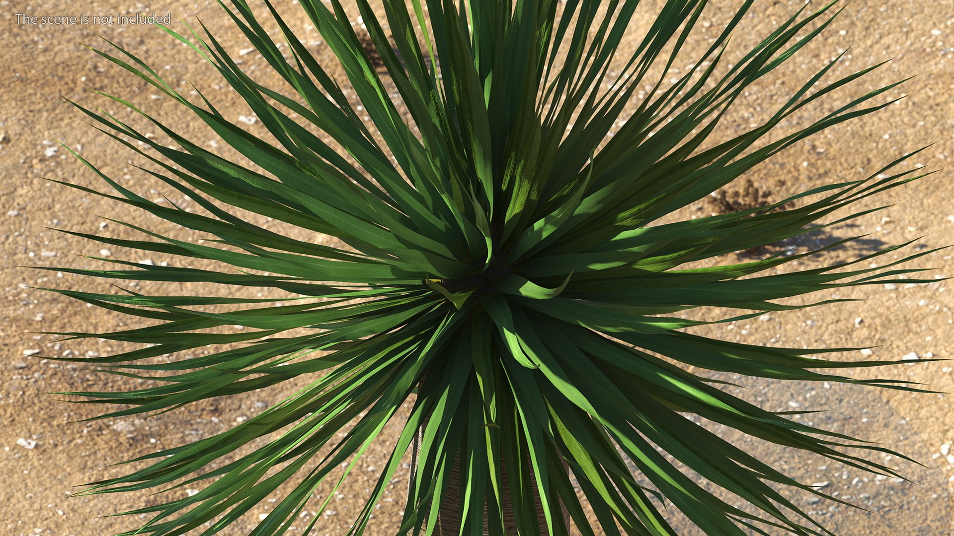 Dragon Blood Tree Young model - TurboSquid 1740795