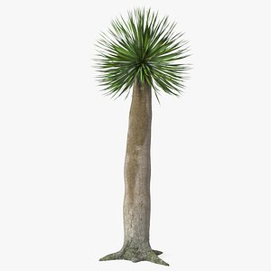 Dragon Blood Tree Young model