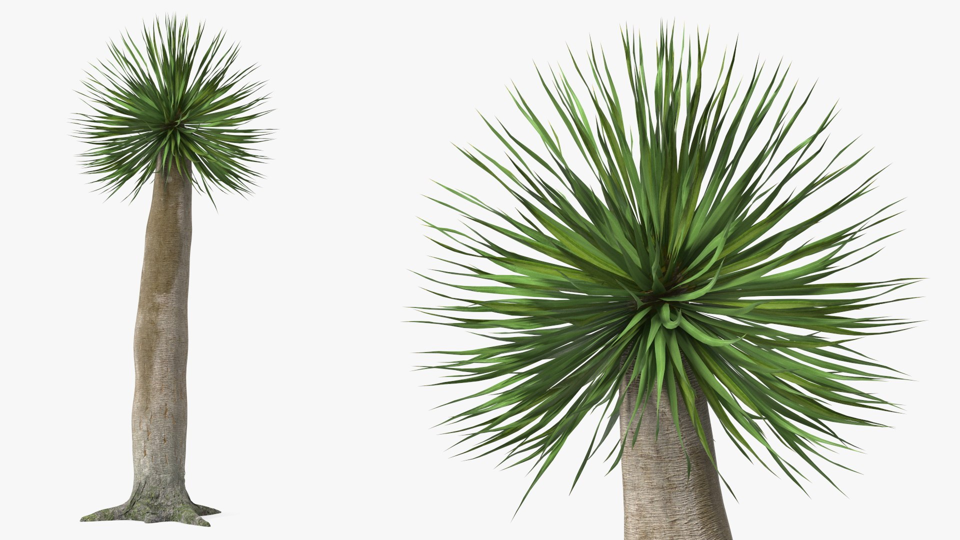Dragon Blood Tree Young 3D model preview