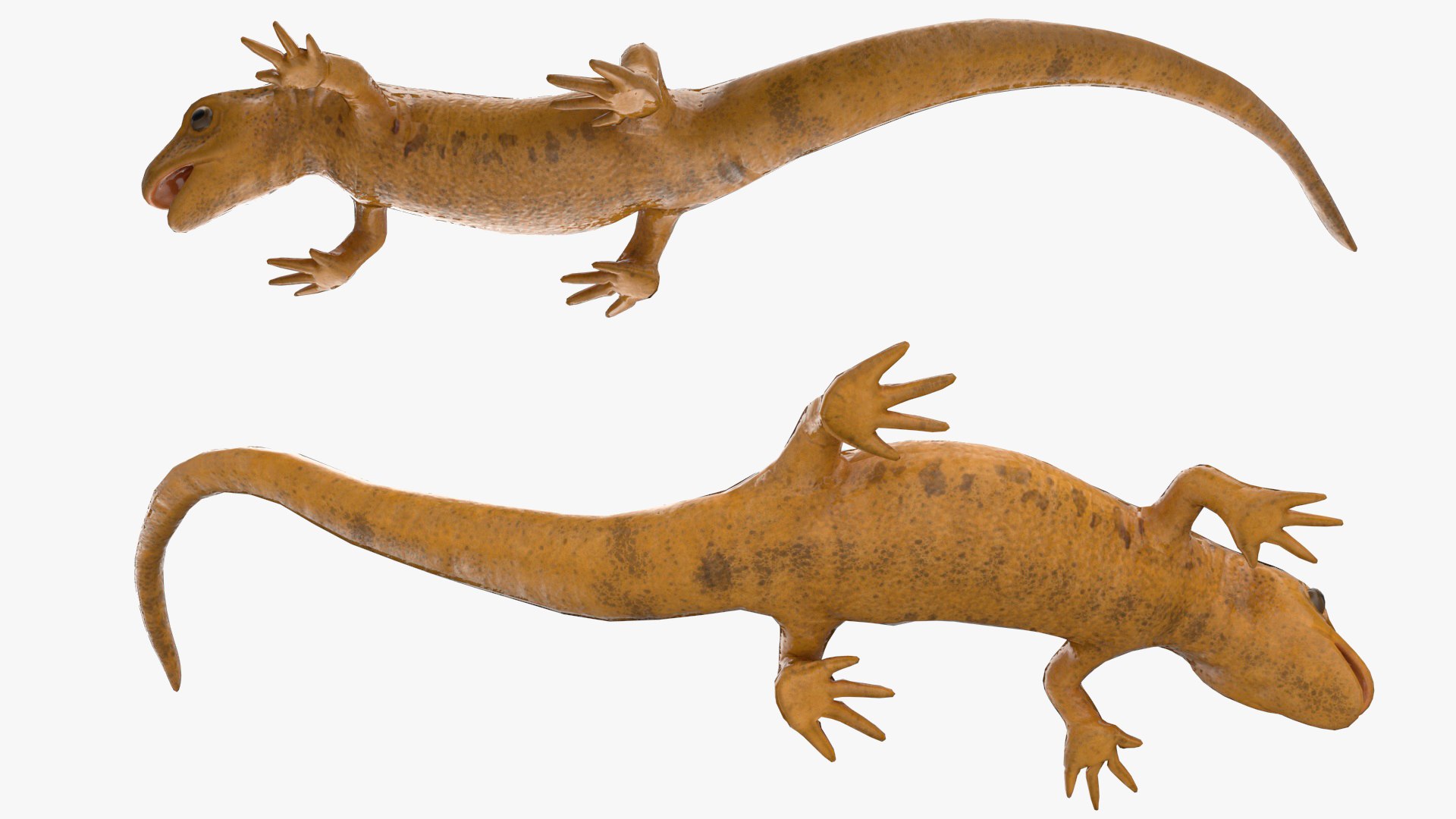 Smooth Newt Rigged for Maya model - TurboSquid 2157548