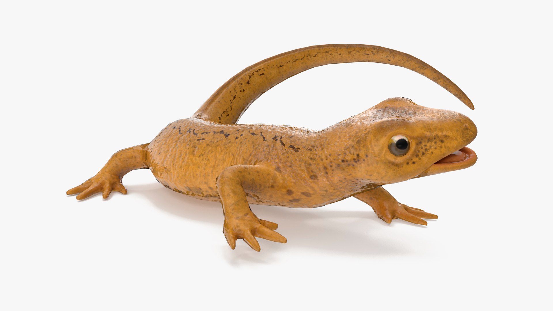Smooth Newt Rigged for Maya 3D model preview
