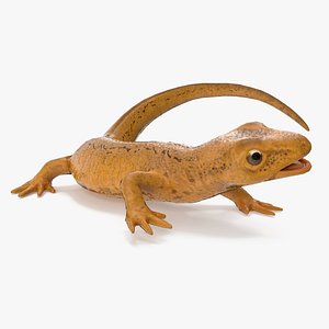 Smooth Newt Rigged for Maya