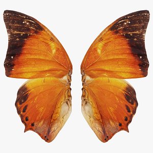 Tawny Rajah Charaxes Bernardus Remastered