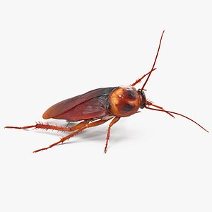 Animated Cockroach Cleans Paw Rigged for Cinema 4D