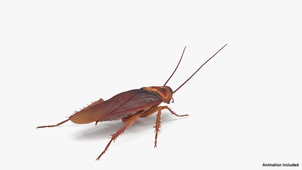 modelo 3d Animated Cockroach Cleans Paw Rigged for Cinema 4D ...