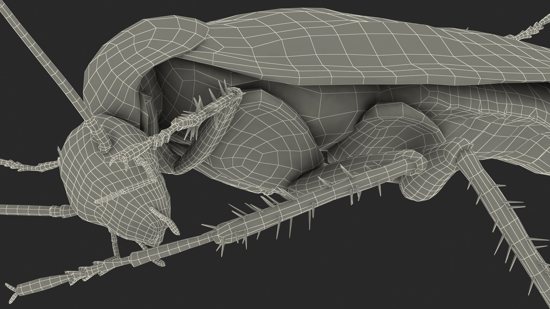 3D Animated Cockroach Cleans Paw Rigged For Cinema 4D Model ...