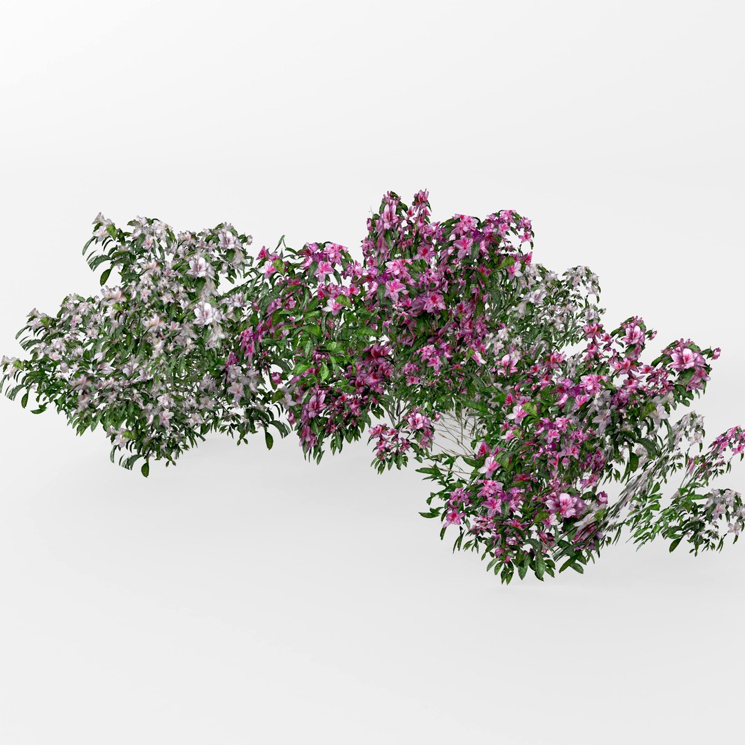 3D model azalea https://p.turbosquid.com/ts-thumb/4N/RHdbb7/XK009fSs/2/jpg/1558210076/1920x1080/fit_q87/23d0bac27db9cfcc7c9484dfcb5d68c2e93892e0/2.jpg