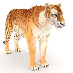 Golden Tiger