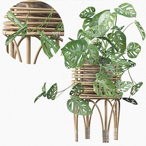 3D Monstera monkey mask in rattan stand