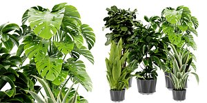 Collection plant vol 441 - blender model 3D model