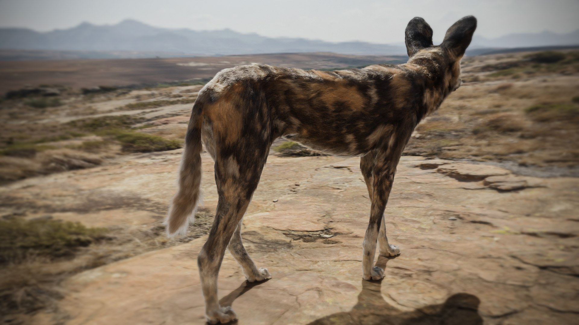 Low Poly Realistic Hyena Model - TurboSquid 2251873