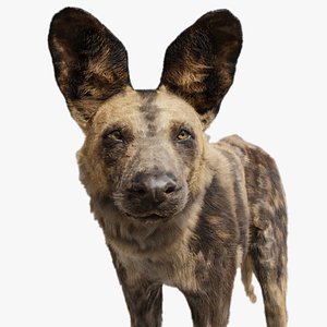 Low Poly Realistic Hyena model