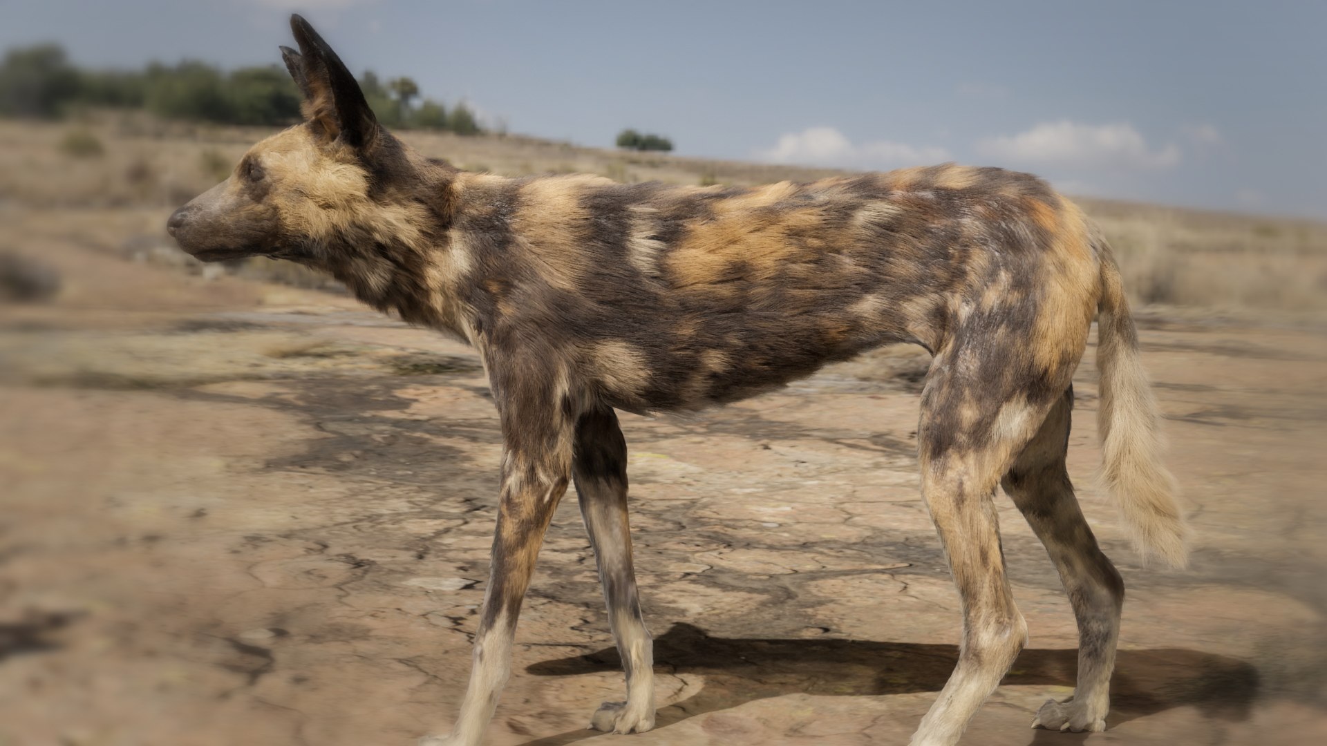 Low Poly Realistic Hyena Model - TurboSquid 2251873