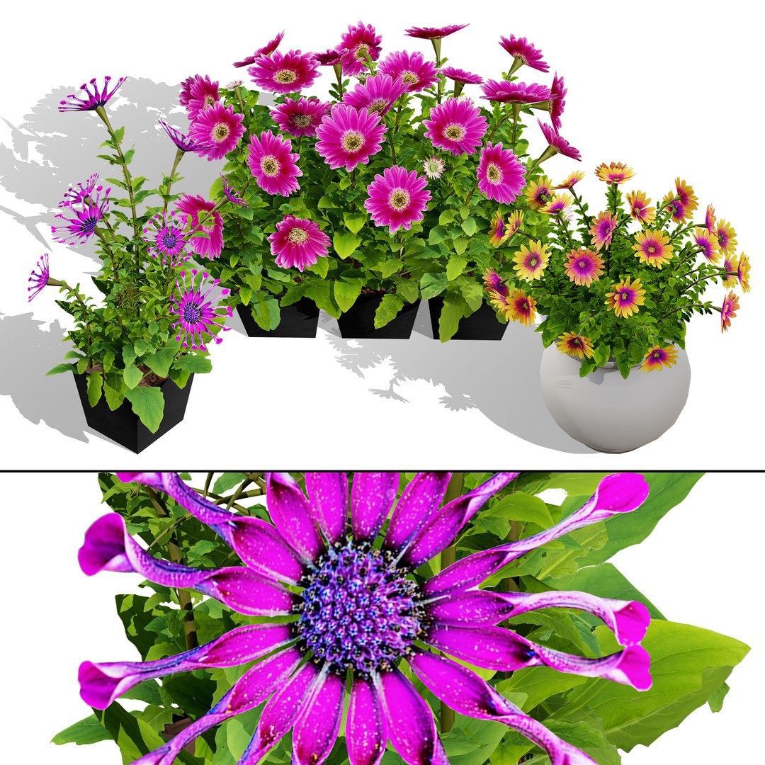 Cape Marguerite Flowers 3D Asset Pack 3D model https://p.turbosquid.com/ts-thumb/4N/ln2r6K/BS/00cover102/jpg/1745878608/1920x1080/fit_q87/47bddbaaae79e3f734d24535c007ae70cd6bdabe/00cover102.jpg