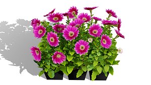 Cape Marguerite Flowers 3D Asset Pack 3D model