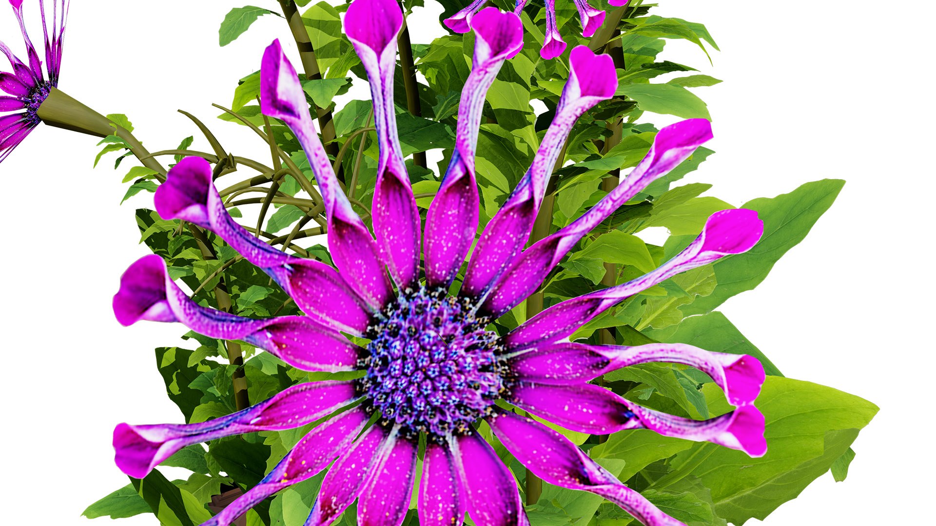 Cape Marguerite Flowers 3D Asset Pack 3D model https://p.turbosquid.com/ts-thumb/4N/ln2r6K/Ne/3z7l/jpg/1745878617/1920x1080/fit_q87/20afb01d690095b3cbd88d9d4ffdc427b7863d62/3z7l.jpg