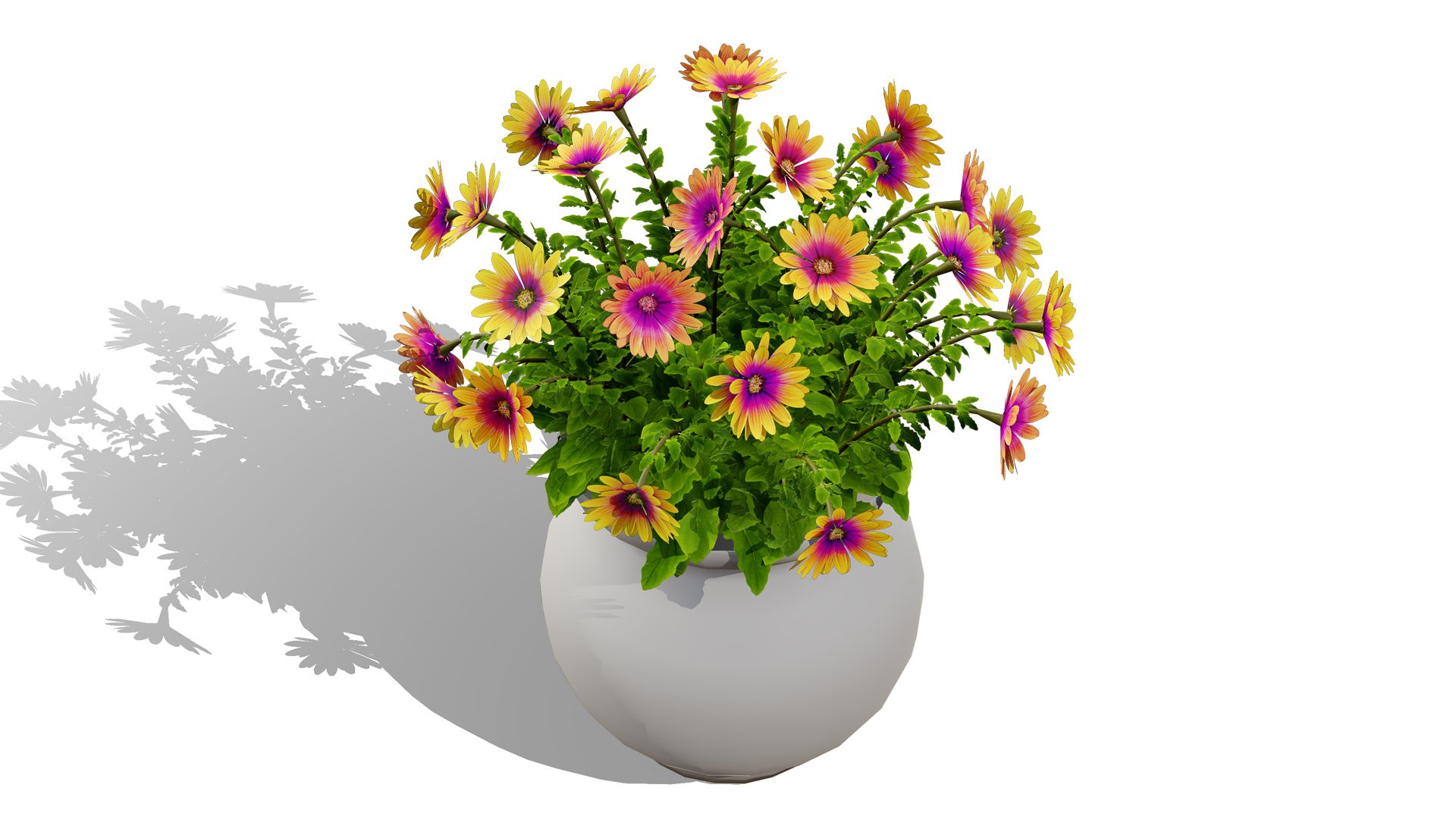 Cape Marguerite Flowers 3D Asset Pack 3D model https://p.turbosquid.com/ts-thumb/4N/ln2r6K/QF/2l/jpg/1745878609/1920x1080/fit_q87/1643b30420f0b4b479747d5f1df34d0bc1039868/2l.jpg